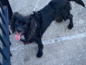 Cocker spaniel mix with Gordon setter 