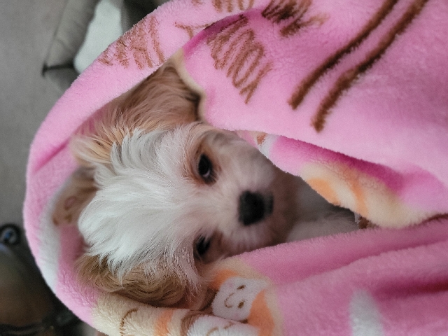 Maltese – Cute Maltese, Shih- Tzu Puppy