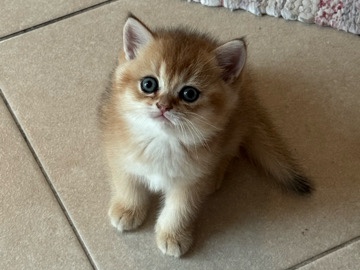 British Shorthair – SOLD golden British shorthair male Ny11 – Abu Dhabi