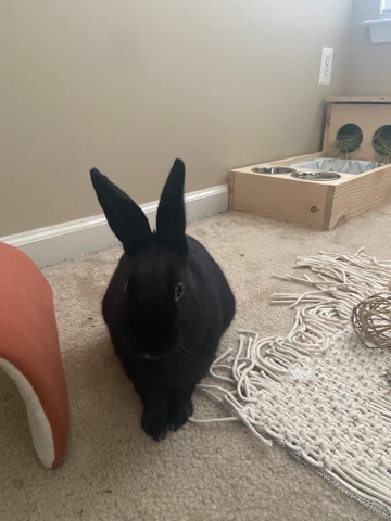 Havana – Rabbit Rehome