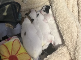 Jack Russell Terrier shorty 