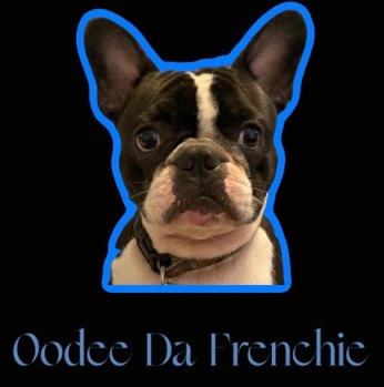 French Bulldog – Frenchie (stud)