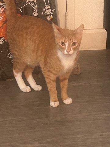 Orange kitten for sell
