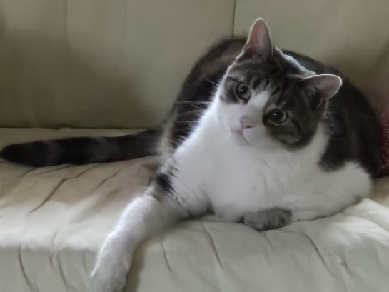 Donne chat très affectueux cause sévère allergie