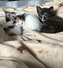 British Shorthair – 9 week old kittens