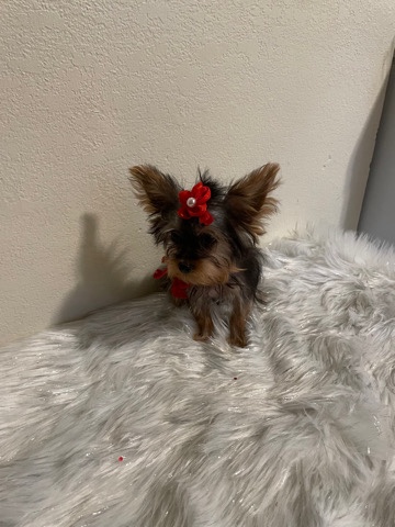 Yorkshire Terrier – *** – Madera