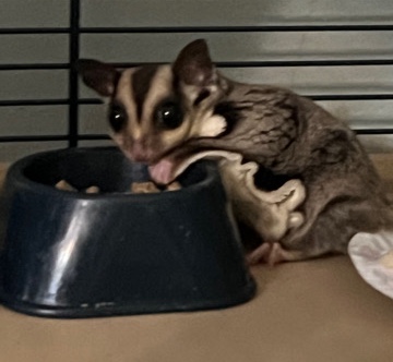 sugar gliders