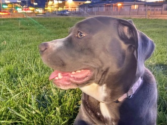 American Pit Bull Terrier – need homes – Palmdale