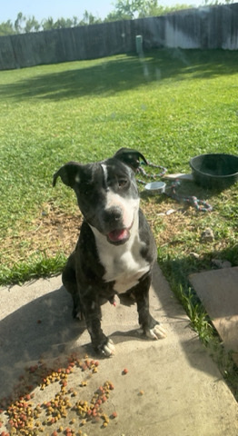 Bully Blue Nose Pitbull