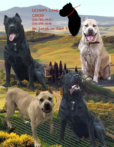Cane Corso – AKC reg. Cane Corso puppies