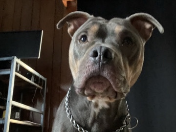 American Pit Bull Terrier – deuce 🩵 – Arlington