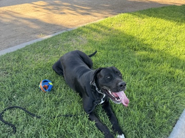 Great Dane – perro mix gran danés,cane corso – Anaheim