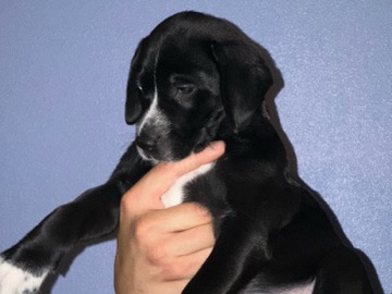 Dalmatian – Dalmatian \Husky puppy – Renton