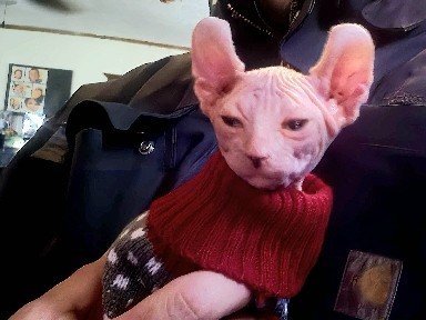 Sphynx – Elf Sphynx – Decatur