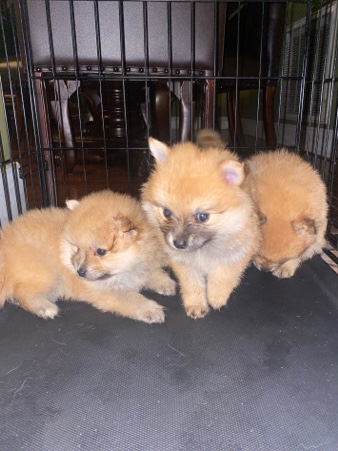 Pomeranian – new born Pomeranian