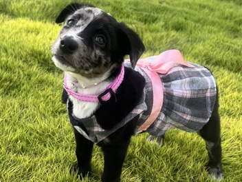 Australian Cattle Dog – 2 blue healers looking for new home – San Antonio