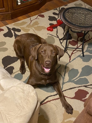 Labrador Retriever – 9 month lab needs Rehoming