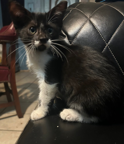 American Shorthair – rehoming my two month old kittens