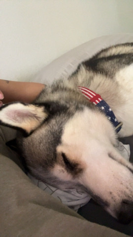Siberian Husky – Sweet Siberian Husky! (Poseidon)