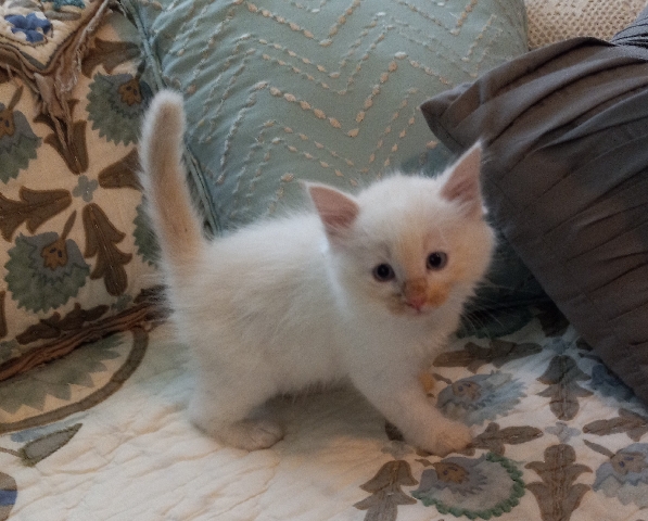 Ragdoll – Precious Ragdoll Kittens