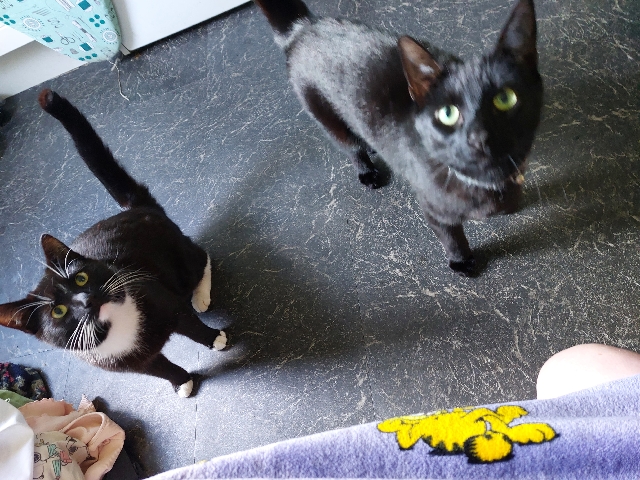 selling my 2 cats