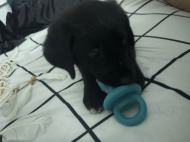 Labrador Retriever – lab puppy