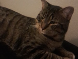 American Shorthair – Bean – Sun Valley