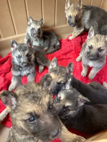 German Shepherd – full breed german shepherd