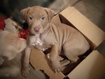 American Pit Bull Terrier – Teddy- American Pit Bull Terrier & American Bully puppy – 14 Weeks Old in Baltimore – Baltimore