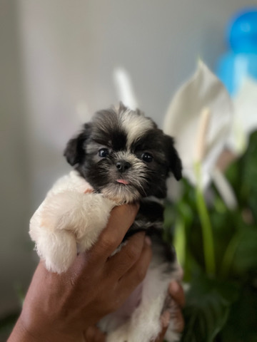Shih Tzu – shihtzu puppy