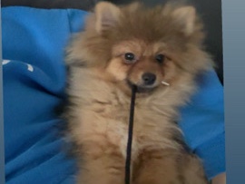 Pomeranian - Zwergspitz Welpe (Rüde) available for adoption in Übach-Palenberg