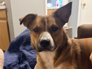 Australian Shepherd – 1-Year-Old Australian Shepherd Mix – Looking for the Right Home – Dry Ridge