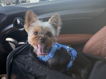 Yorkshire Terrier – Affectionate young Yorkie looking for a loving, attentive home – Mooresville