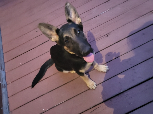 German Shepherd – german shepherd