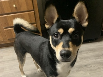 Australian Kelpie – Rehome