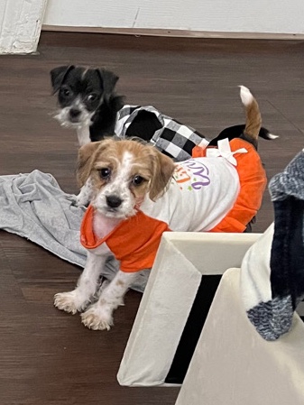 Adopt Chihuahua free puppies adoption in your area