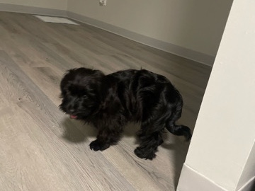 Maltese – Doggy giveaway – Norfolk