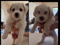 PUPPIES – Glendale