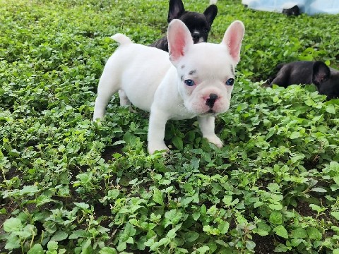 French Bulldog – cutie patooties – San Antonio