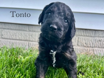 Poodle – bernedoodle – Ankeny
