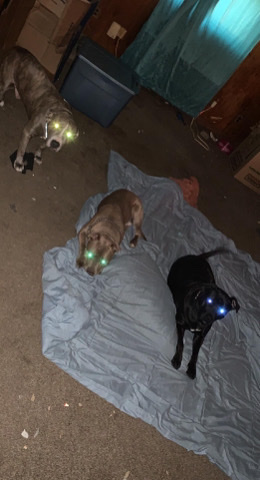 American Pit Bull Terrier – Please find a home for my family