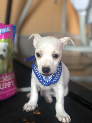Chihuahua – Free go to home