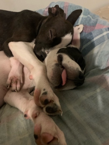 American Staffordshire Terrier – adorable and sweet male puppies