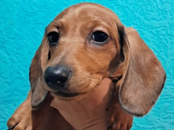 Dachshund – "Yellow" AKC Female – Vernon