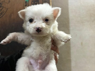 Indian Spitz – pure small size Pomeranian puppy male avilable for sale – Barabanki