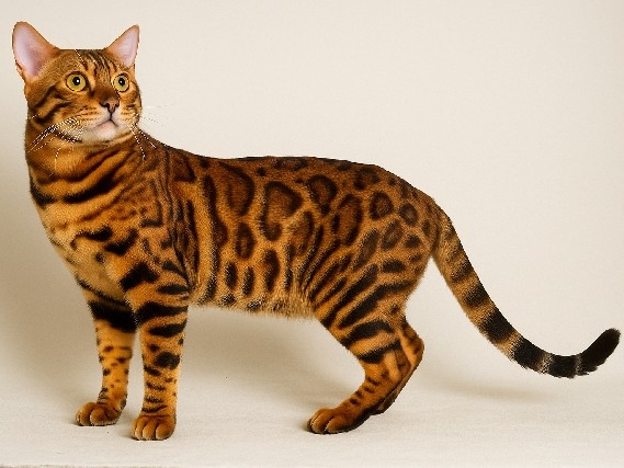Stunning TICA Registered Bengal Stud Cat – Proven Pedigree, Exotic Rosetted Coat, Available for Stud