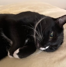 American Shorthair – Smart tuxedo cat