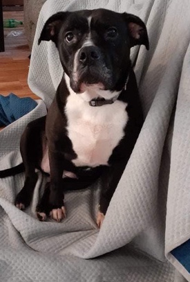 American Pit Bull Terrier – beanie
