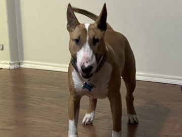 Bull Terrier – Need to Re-Home my Bullterrier – San Antonio