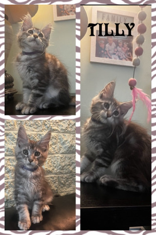 Maine Coon – female maine **** kittens